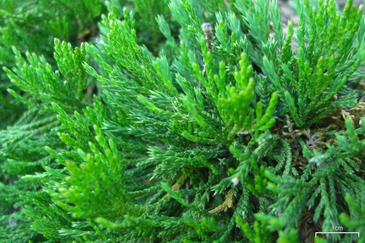 Bar Harbor Juniper | Extra Large 3 Gallon Plants | Live Premium Evergreen Shrub for Landscaping, Low Maintenance Ground Cover, Drought Tolerant (1 Plant)