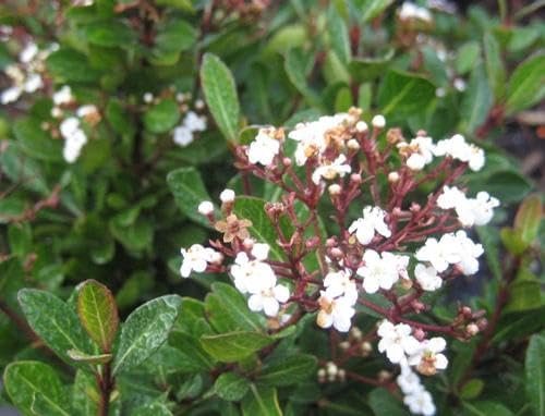 Viburnum Mrs. Schiller's Delight I Live Plants I Dwarf Obovatum I Evergreen Shrub with Fragrant White Blooms, Ideal for Hedges, Borders, and Ornamental Landscaping (40 Plants)