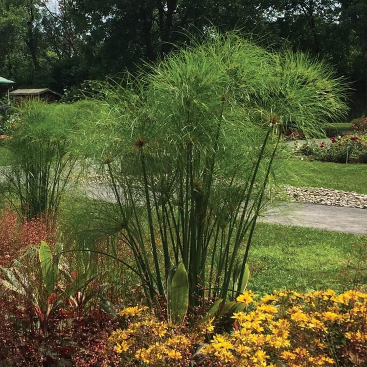 Nile Queen Papyrus | Live Plants | Cyperus Shade & Wet Tolerant Aquatic Foliage