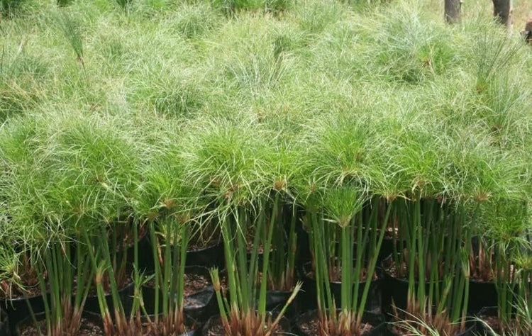 Giant Egyptian Papyrus | Live Plants | Cyperus Large Shade & Wet Tolerant Aquatic Foliage (40 Plants)