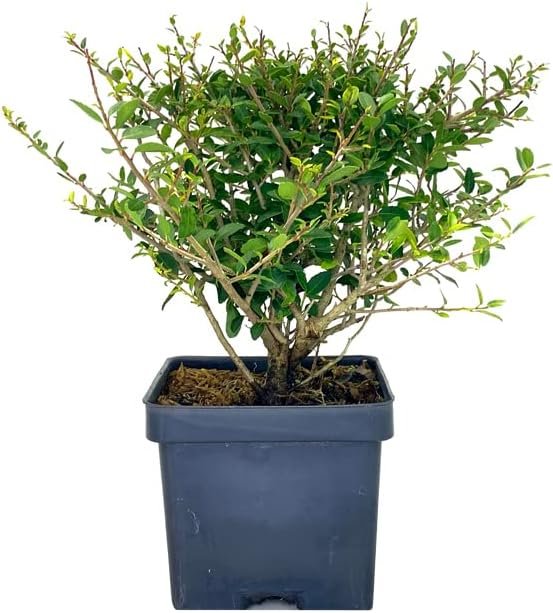 Dwarf Yaupon Holly | Live 4 Inch Pots | Ilex Schilling Stokes Vomitoria | Drought Tolerant Low Maintenance Evergreen Hedge