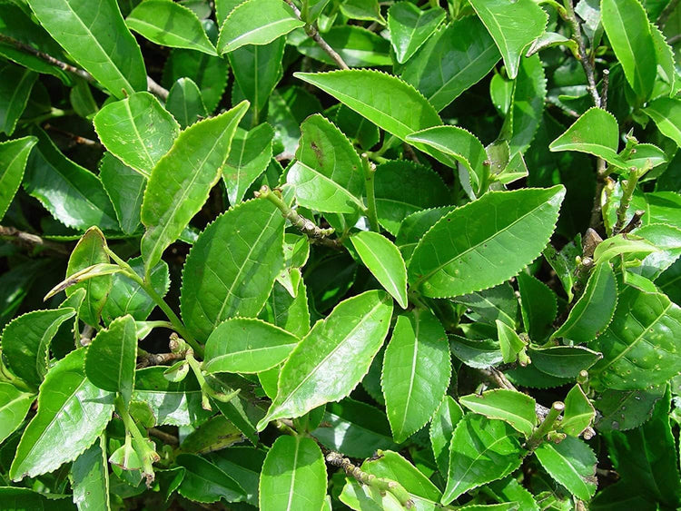 Tea Plant | Camellia Sinensis | Live Plants | Black White Green and Oolong Tea