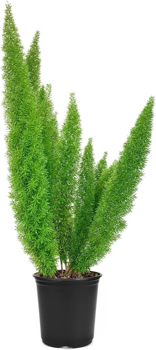 Foxtail Fern Myers | Large Gallon Size Plants | Live Asparagus Densiflorus Myersii | Unique Tropical Landscape Groundcover