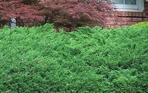 Green Sargent Juniper - Live Gallon Size Plants - Juniperus Chinensis - Drought Tolerant Cold Hardy Evergreen Groundcover