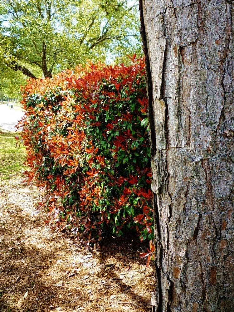 Photinia Red Tip | Extra Large 3 Gallon Plants | Photinia x Fraseri | Evergreen Landscape Hedge Shrub