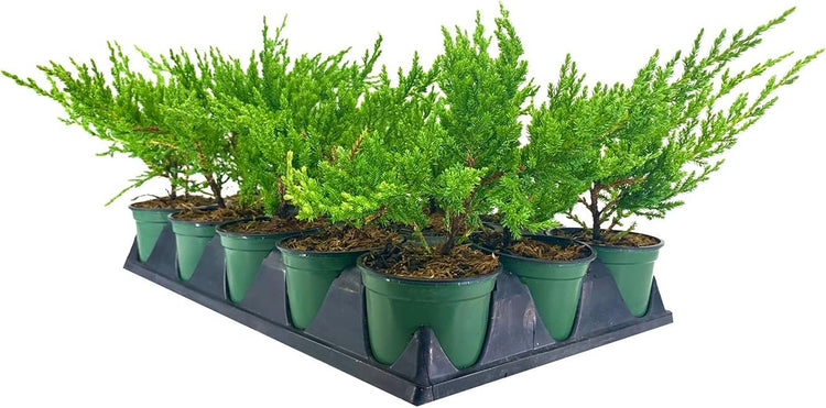 Green Sargent Juniper | Live 4 Inch Pots | Juniperus Chinensis | Drought Tolerant Cold Hardy Evergreen Groundcover Plants