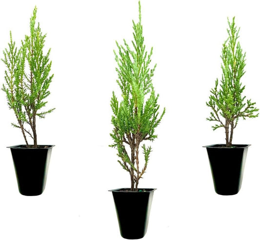 Medora Juniper | Live Plants | Perfect for Year-Round Landscaping, Privacy Screening, and Low Water Environments, Drought-Tolerant