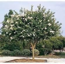 Crape Myrtle Natchez | Extra Large 3 Gallon Plants | Lagerstroemia Indica | Beautiful Low Maintenance White Blooming Flowering Tree