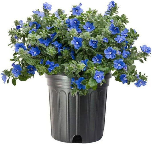 Blue Daze | Large Gallon Size Plants | Evolvulus Glomerata | Low Maintenance Drought Tolerant Blooming Groundcover