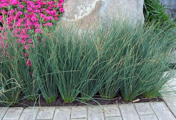 Blue Arrows Rush Grass - Juncus Inflexus - Live Plants - Drought Tolerant Low Maintenance