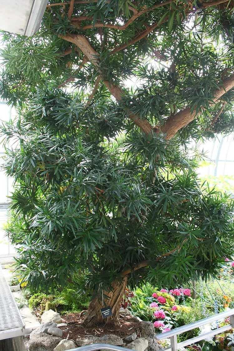 Podocarpus Macrophyllus I Large Gallon Size Plants I Japanese Yew I Live Evergreen Yew Pine - Perfect for Landscaping and Privacy Screens