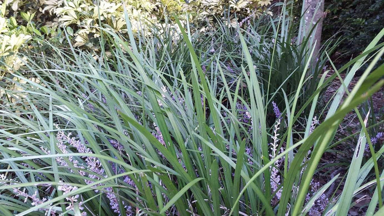 Evergreen Giant Liriope Muscari - Live Plants - Drought Tolerant Low Maintenance Evergreen Groundcover Grass