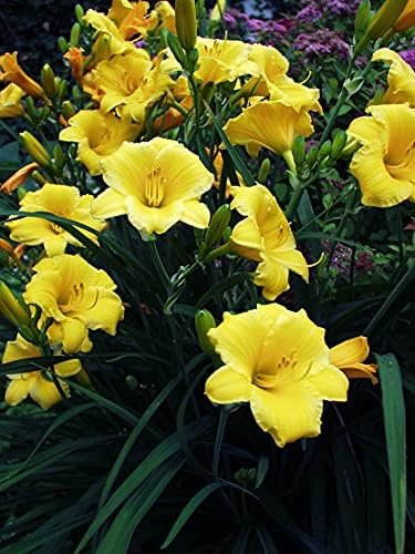 Daylily Stella D' Oro | Live 3 Inch Pots | Hemerocallis | Yellow Flowers I Rich Golden Blooms, Perennial Garden Jewel, Easy-to-Grow for Year-Round Beauty