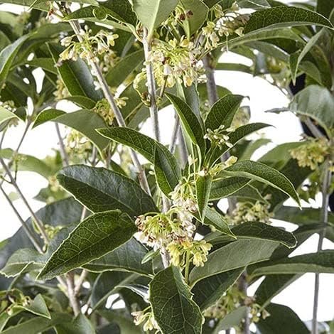 Fragrant Tea Olive Shrub | Live Gallon Size Plants | Osmanthus Fragrans