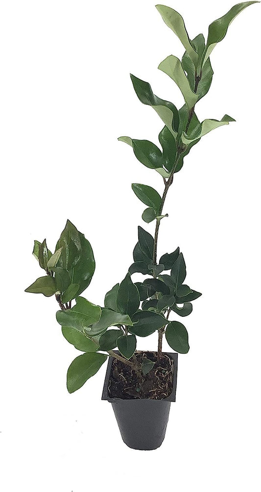 Curled Leaf Privet - Ligustrum Japonicum Recurvifolium | Live Plants