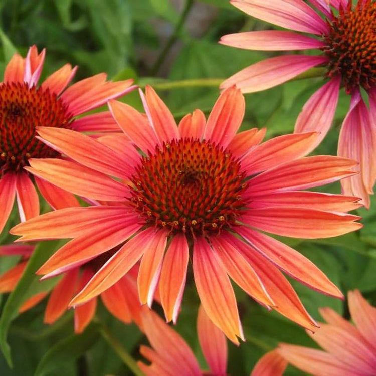 Echinacea "Sundown" | Live Plants | Coneflower Striking Orange Bloom Perennial | Low-Maintenance | Ideal for Sunset Gardens