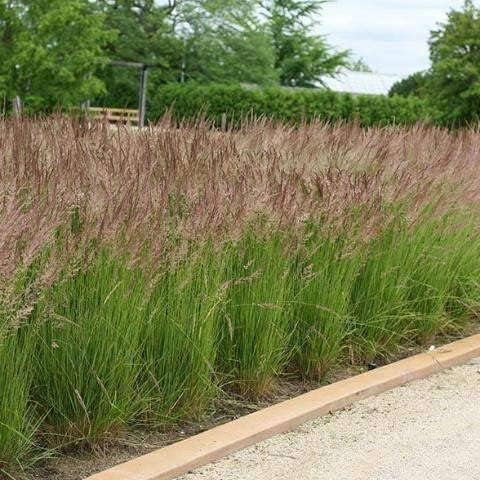 Feather Reed Grass Karl Foerster | Live Plants | Calamagrostis