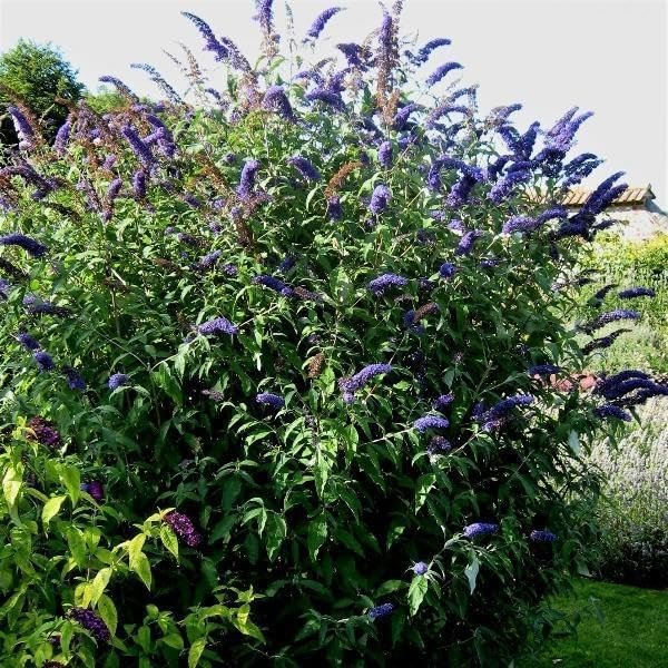 Buddleia Black Knight | Live Plants | Fragrant Butterfly Bush, Attracts Butterflies