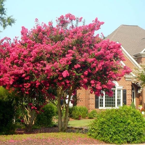 Crape Myrtle Tonto | Live Plants | Fuchsia Red/Pink Blooms, Premium Live Plant, Ornamental Shrub for Captivating Garden Accents