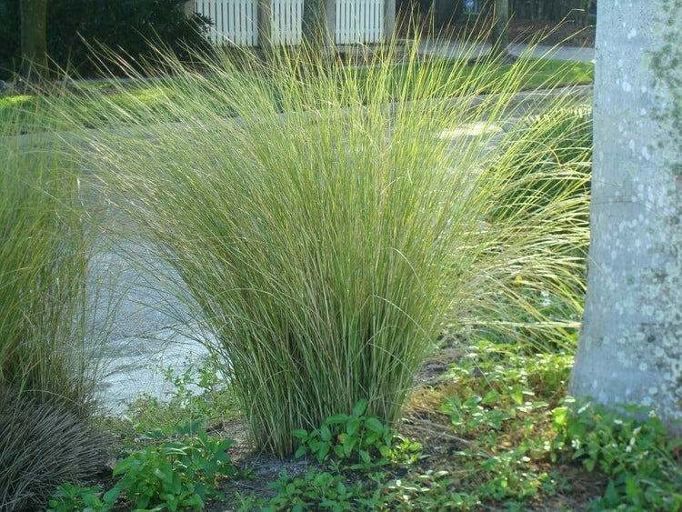 Sand Cord Grass I Large Gallon Size Plant I Spartina Bakeri I Live Plants, Salt-Tolerant Native Grass for Wetlands, Erosion Control, and Coastal Landscaping