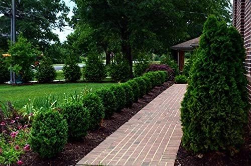 Winter Gem Boxwood | Large Gallon Size Plants | Buxus Microphylla Japonica