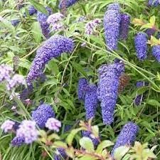 Buddleia Nanho Blue | Extra Large 3 Gallon Plants | Fragrant & Compact Butterfly Bush, Ideal for Vibrant Landscapes, Attractive Borders & Butterfly Gardens, Drought Tolerant (3 Plants)