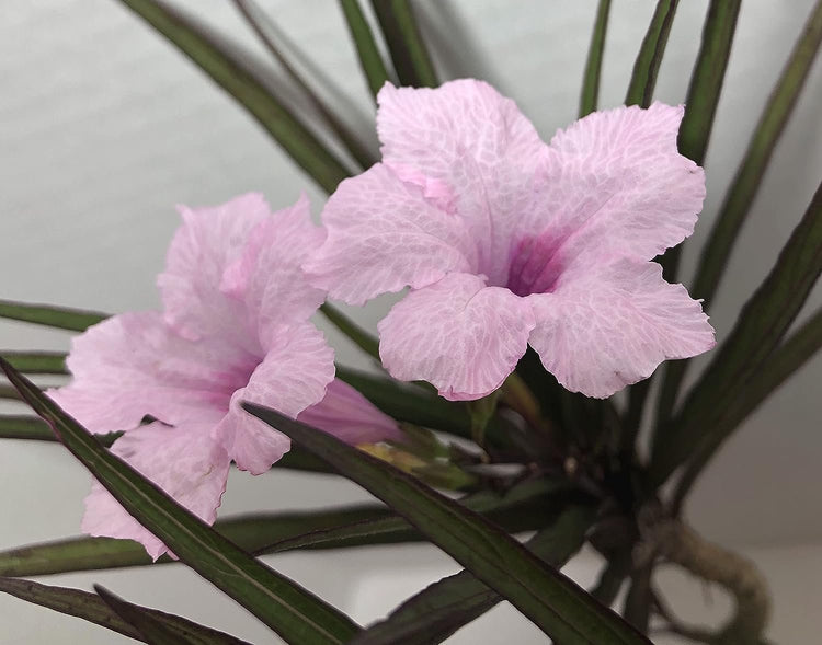 Mexican Petunia Pink I Large Gallon Size Plants I Ruellia Brittoniana | Live Delicate Pink Flowers, Drought and Heat Tolerant, Perfect for Borders and Containers (3 Plants)