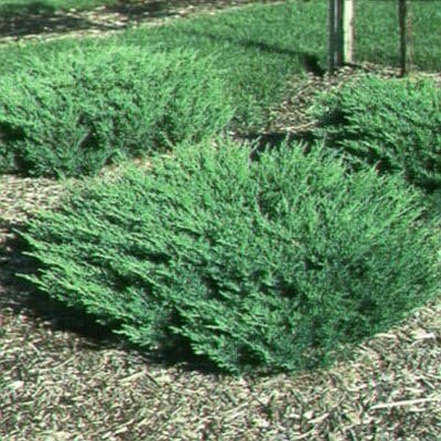 Juniper Andorra Compacta - Live Gallon Size Plant - Juniperus Horizontalis - Drought Tolerant Evergreen Cold Hardy Groundcover