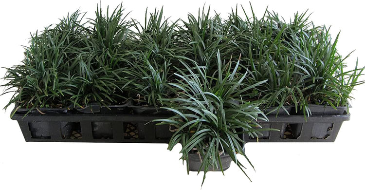 Dwarf Mondo Grass | Flat of Large 4 Inch Pots | Ophiopogon Japonicus Nanus | Live Evergreen Shade Loving Groundcover