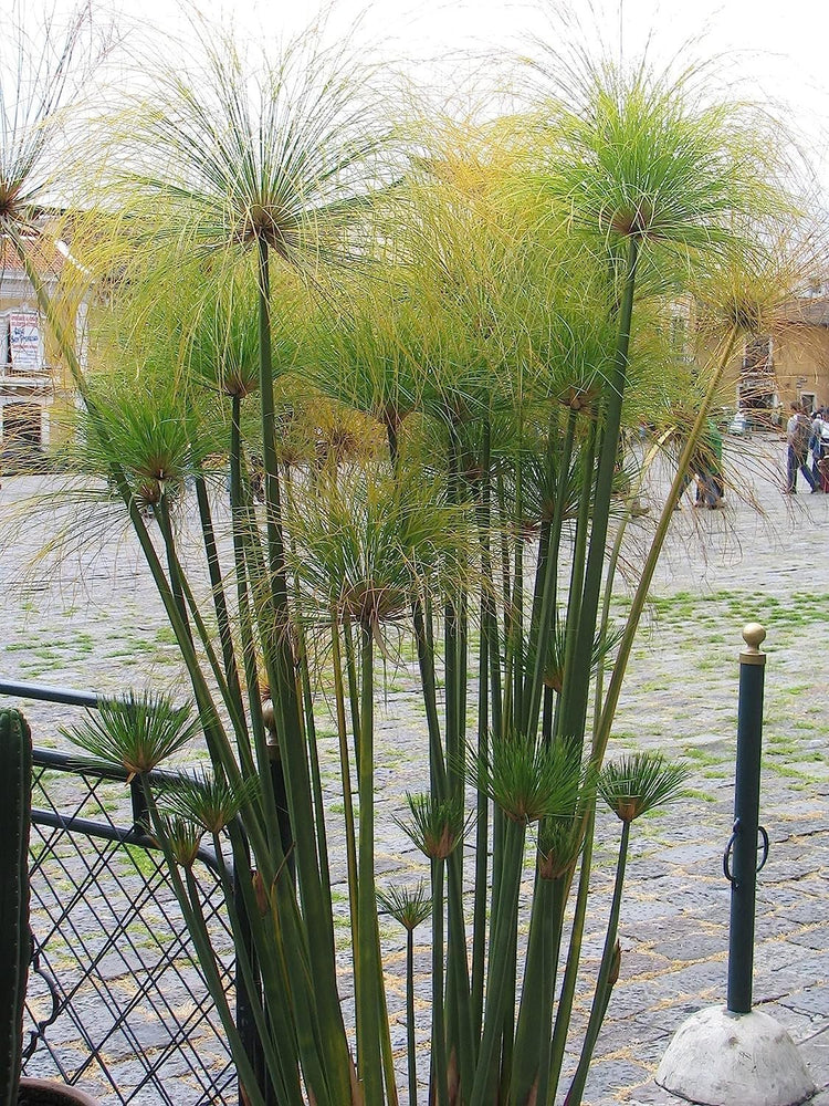 Giant Egyptian Papyrus | Live Plants | Cyperus Large Shade & Wet Tolerant Aquatic Foliage (40 Plants)