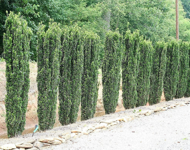 Sky Pencil Japanese Holly - Large 3 Gallon Plants - Low Maintenance Formal Evergreen Ilex Hedge