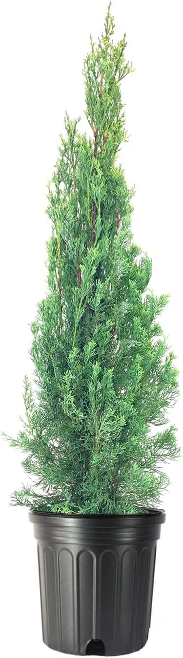 Italian Cypress Tree | Extra Large 3 Gallon Trees | Cupressus Sempervirens | Formal Elegant Mediterranean Style Plants