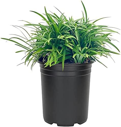 Dwarf Mondo Grass | Large Quart Size Plants | Ophiopogon Japonicus Nanus | Shade Loving Evergreen Ground Cover