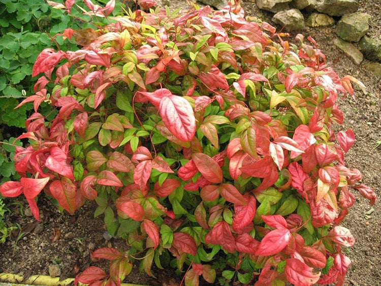 Firepower Heavenly Bamboo | Large Gallon Size Plant | Nandina Domestica | Brilliant Colorful Low Maintenance Foliage