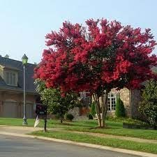 Crape Myrtle Dynamite Red | Extra Large 3 Gallon Plant | Vivid Red Blooms & Hardy Growth, Live Plant, Ornamental Shrub for Striking Garden Display