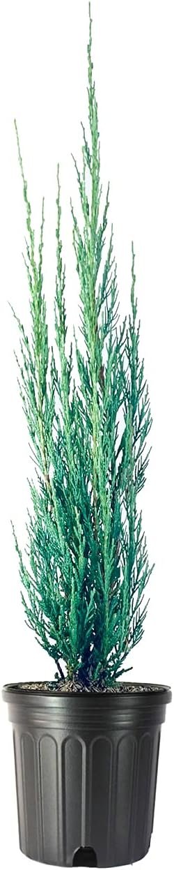 Skyrocket Juniper | Live Gallon Size Trees | Juniperus Scopulorum | Hardy