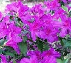 Azalea Purple Formosa | Extra Large 3 Gallon Plant | Vibrant & Lush, Large Purple Blooms, Hardy & Adaptable Shrub for Landscapes, Gardens, or Containers, Low-Maintenance