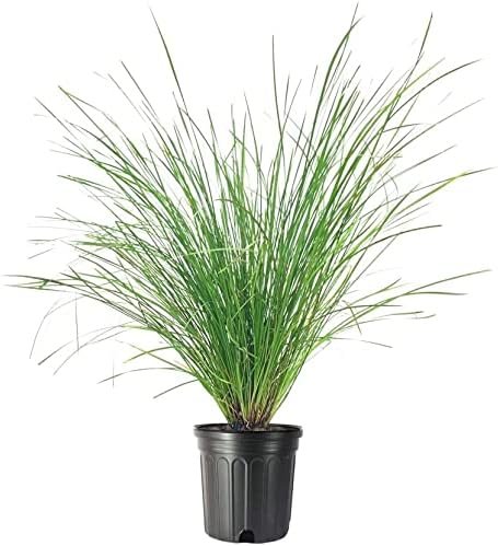 Lomandra longifolia Breeze | Large Gallon Size Plants | Dwarf Mat Rush | Drought Tolerant Low Maintenance Ornamental Grass