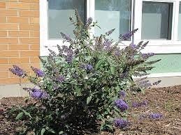 Buddleia Nanho Blue | Extra Large 3 Gallon Plants | Fragrant & Compact Butterfly Bush, Ideal for Vibrant Landscapes, Attractive Borders & Butterfly Gardens, Drought Tolerant (3 Plants)