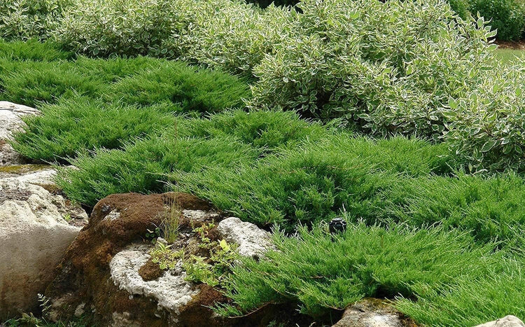 Juniper Andorra Compacta - Live 4 Inch Plants - Juniperus Horizontalis - Drought Tolerant Cold Hardy Evergreen Groundcover