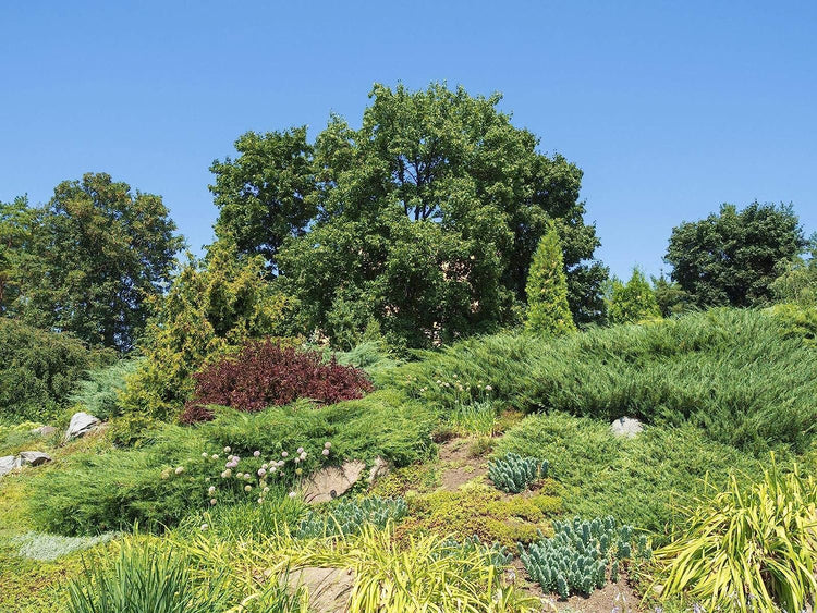 Gold Star Juniper | Live 4 Inch Pots | Juniperus Chinensis | Drought Tolerant Cold Hardy Evergreen Groundcover Plants