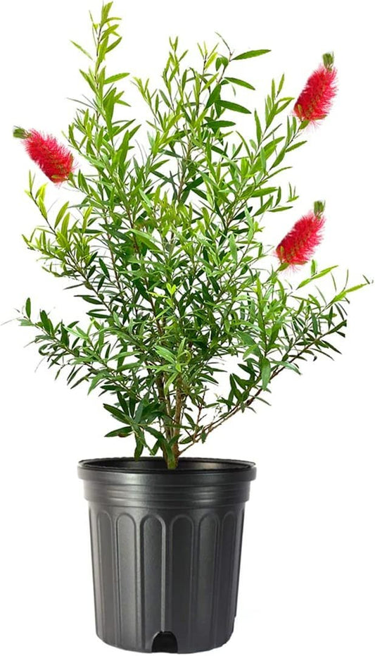 Bottlebrush Tree | Live Gallon Size Plants | Callistemon Citrinus Red Cluster | Drought Tolerant Bird Attracting Shrub Tree