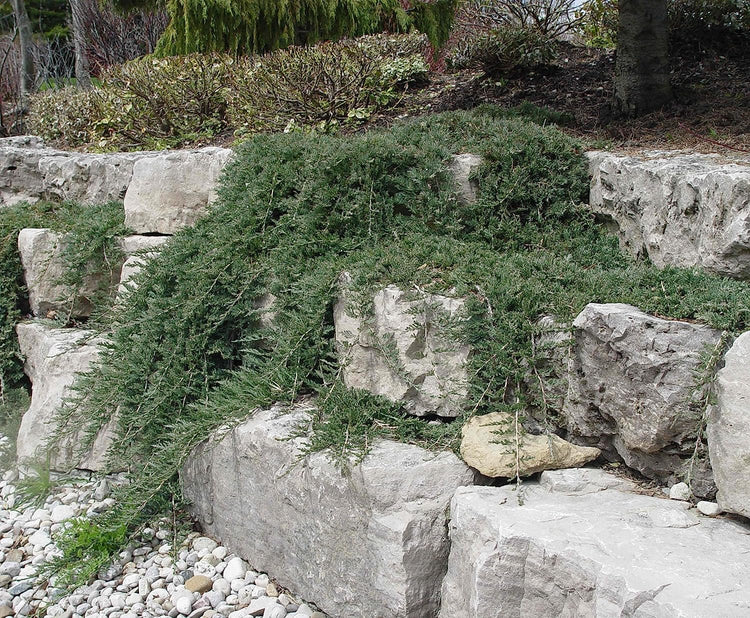 Blue Rug Juniper Wiltonii - 30 Live Plants - Drought Tolerant Cold Hardy Evergreen Ground Cover