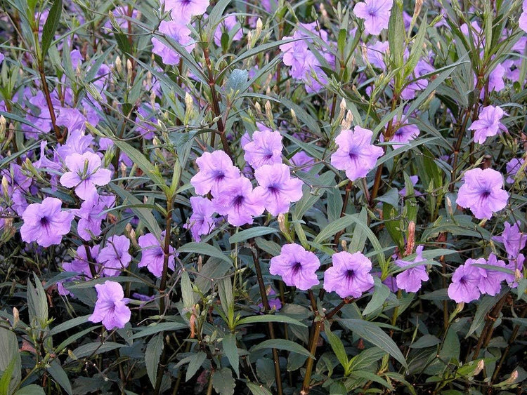 Mexican Petunia - Live Plants - Ruellia Tweediana 'Purple Showers'