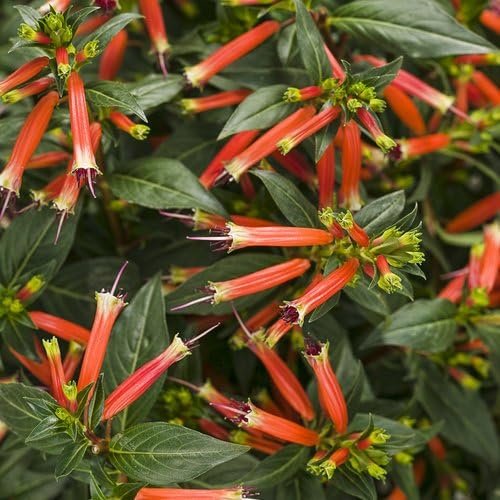 Firecracker Plant I Large Gallon Size Plants I Russelia Equisetiformis I Vibrant Red Tubular Flowers, Hummingbird Attracting, Heat-Tolerant, Perfect for Borders and Containers (1 Plant)