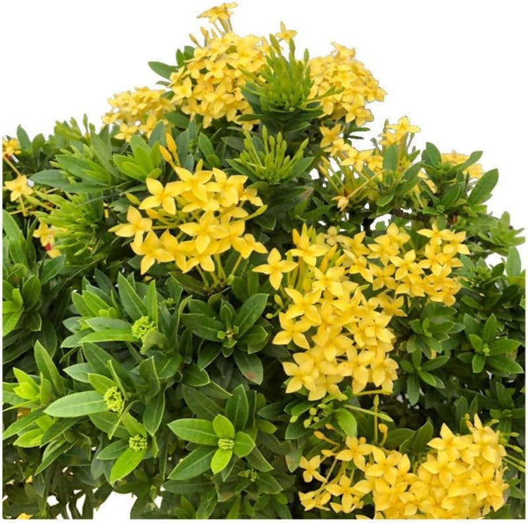 Ixora Maui Yellow | Live Plants | Beautiful Vibrant Blooming Butterfly Attracting Shrub | Coccinea Flame of The Woods Jungle Flame