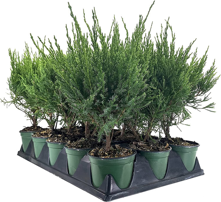 Sea Green Juniper - Live 4 Inch Pots - Juniperus Chinensis - Drought Tolerant Cold Hardy Evergreen Border Screening Plant