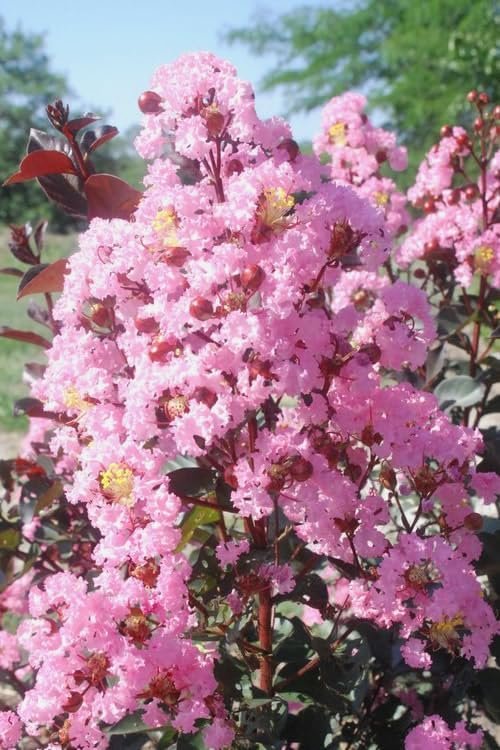 Crape Myrtle Rhapsody in Pink | Extra Large 3 Gallon Plants | Soft Pink Blooms, Live Plant, Elegant Ornamental Shrub for Graceful Garden Displays