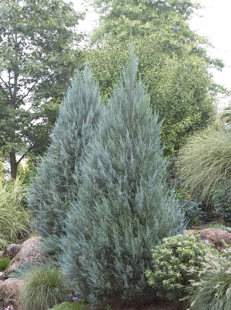 Wichita Blue Juniper | Live Gallon Size Trees | Juniperus Scopulorum | Evergreen Screening Hedging Plant