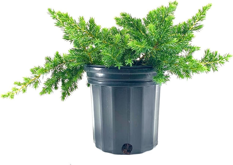 Blue Pacific Shore Juniper | Live Gallon Size Plants | Juniperus Conferta Evergreen